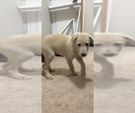 Smokey - Male Shepadoodle Puppy for Sale - Photo #3