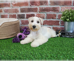 Schnauzer (Miniature) Puppy for sale in SYRACUSE, IN, USA