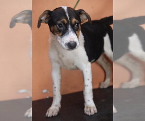 Mutt Dogs for adoption in garner, NC, USA