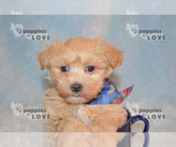 Medium Photo #7 Maltipoo-Poodle (Toy) Mix Puppy For Sale in SANGER, TX, USA
