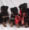 Small Photo #16 German Shepherd Dog Puppy For Sale in PORTERVILLE, CA, USA