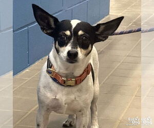Chihuahua-Unknown Mix Dogs for adoption in Washington, DC, USA