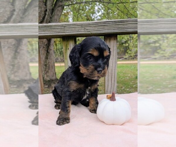 Medium Photo #9 Cock-A-Poo Puppy For Sale in SALEM, MO, USA