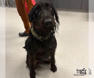 Hank - Male Mutt Dog for Adoption - Photo #3