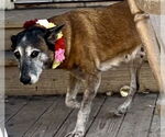 Small #3 Mutt
