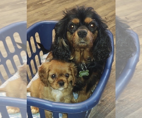 Medium Photo #5 Cavalier King Charles Spaniel Puppy For Sale in PORT ORCHARD, WA, USA