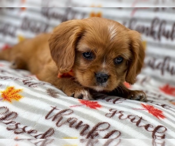 Medium Photo #12 Cavalier King Charles Spaniel Puppy For Sale in LAKELAND, FL, USA
