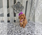 Small #4 Poodle (Miniature)