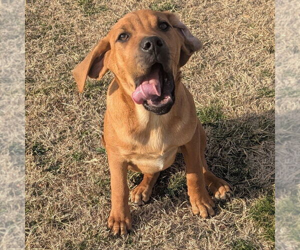 Medium Photo #5 Mutt Puppy For Sale in Vail, AZ, USA