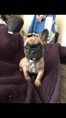 French Bulldog Puppy for sale in SAN DIMAS, CA, USA