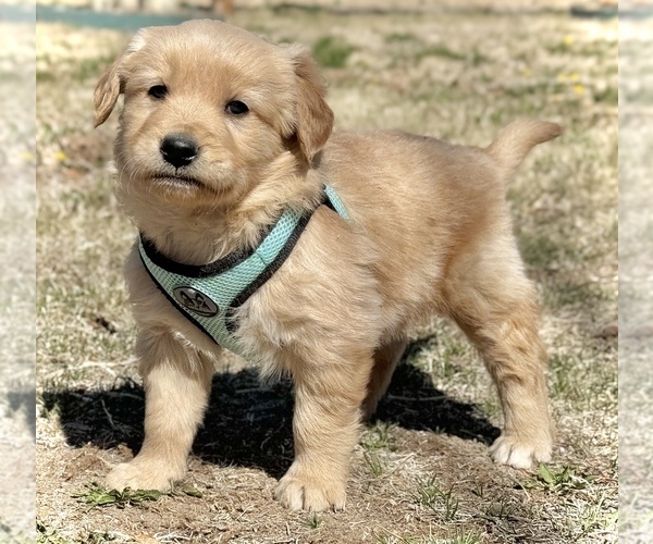 Medium Photo #2 Golden Retriever Puppy For Sale in COLORADO SPRINGS, CO, USA