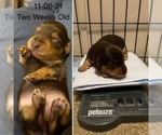 Small Photo #5 Dachshund Puppy For Sale in STONY CREEK, VA, USA
