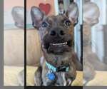 Small #7 Dachshund Mix