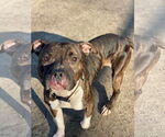 Small #2 American Pit Bull Terrier