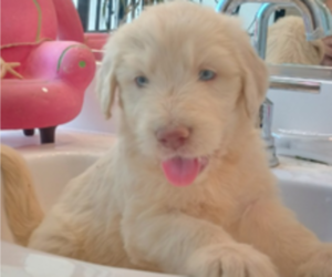 Goldendoodle Puppy for Sale in DIXON, California USA