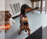 Small Photo #4 Doberman Pinscher Puppy For Sale in Buffalo, MN, USA