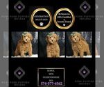 Puppy Dodge Multigen Goldendoodle (Miniature)