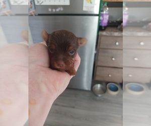 Yorkshire Terrier Puppy for sale in COLTON, NY, USA