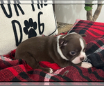 Small #2 Boston Terrier