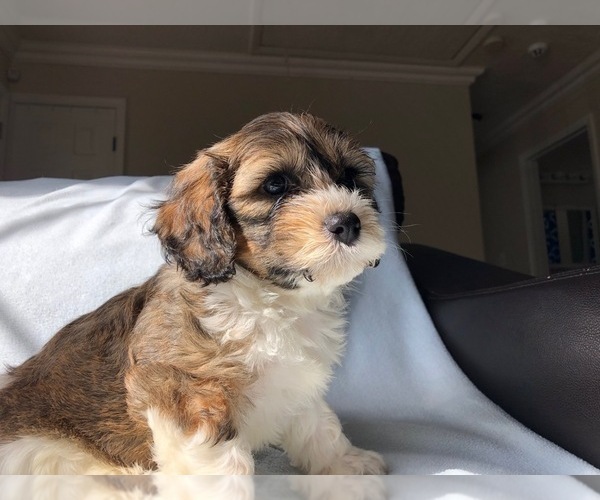 Medium Photo #4 Cavachon Puppy For Sale in LAUREL, MD, USA