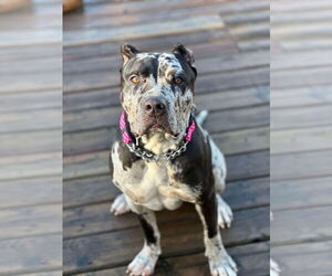 American Bulldog Dogs for adoption in Oro Medonte, Ontario, Canada