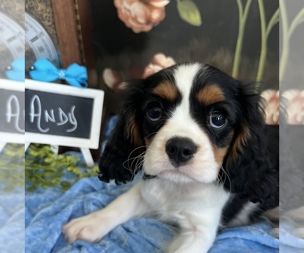 Medium Photo #5 Cavalier King Charles Spaniel Puppy For Sale in ABILENE, TX, USA