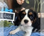 Small #4 Cavalier King Charles Spaniel