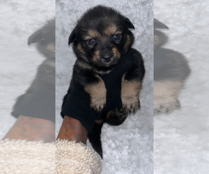 Miniature Australian Shepherd Puppy for sale in HOUSTON, TX, USA