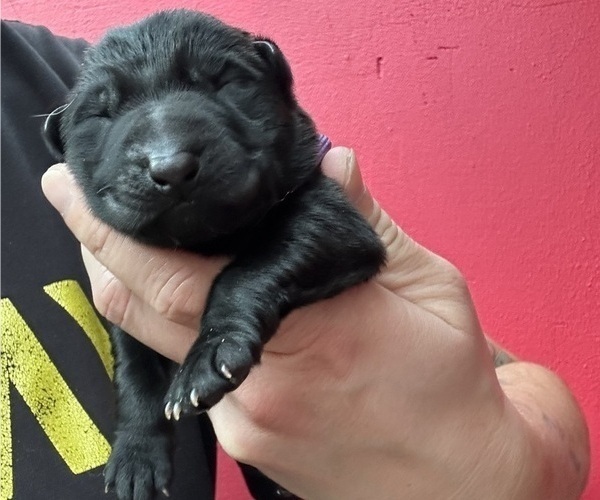 Medium Photo #39 German Shepherd Dog Puppy For Sale in LAKE ELSINORE, CA, USA