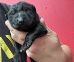 Small Photo #39 German Shepherd Dog Puppy For Sale in LAKE ELSINORE, CA, USA