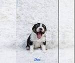 Puppy Doc Australian Shepherd