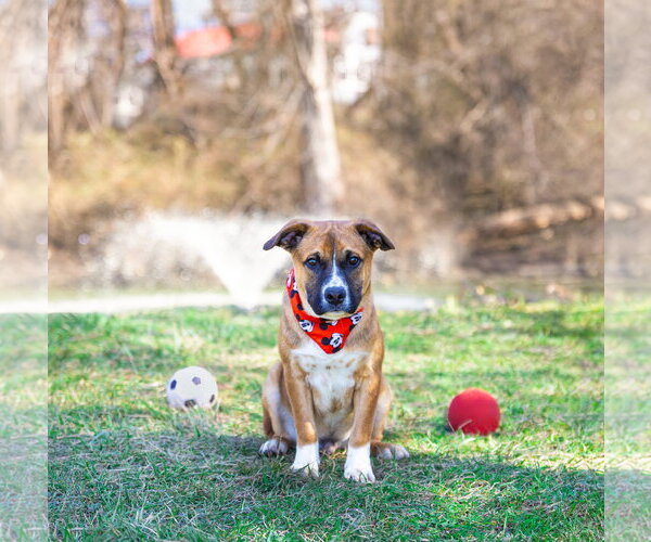 Medium Photo #12 Mutt Puppy For Sale in Unionville, PA, USA