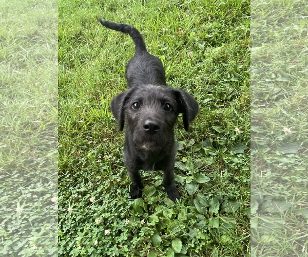 Medium Photo #3 Labrador Retriever-Unknown Mix Puppy For Sale in Hillsboro, MO, USA