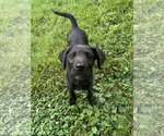 Small #2 Labrador Retriever Mix