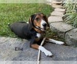 Small Photo #1 Beagle Puppy For Sale in FORDLAND, MO, USA