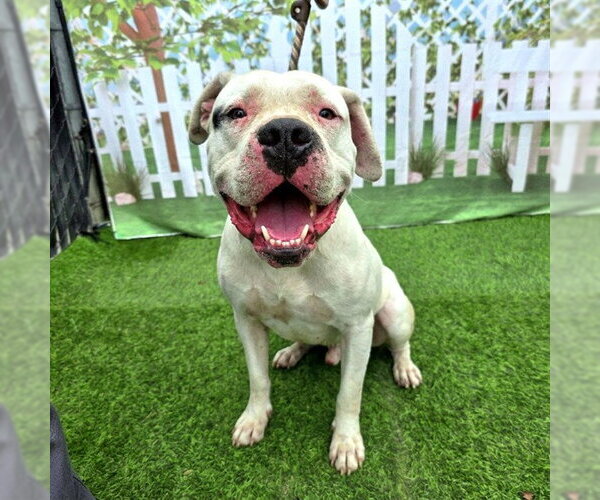 Medium Photo #1 Boxer-Mastiff Mix Puppy For Sale in Long Beach, CA, USA