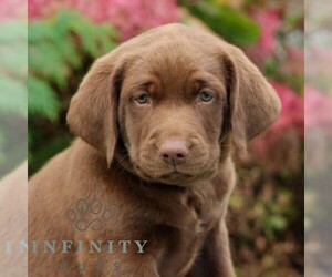 Labrador Retriever Puppy for sale in RICHLAND, PA, USA