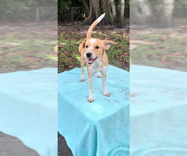 Medium Photo #8 Cocker Spaniel-Jack Russell Terrier Mix Puppy For Sale in Weston, FL, USA