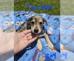 Small Photo #8 Chizer Puppy For Sale in MONTEZUMA, GA, USA