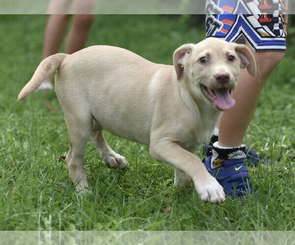 Medium Photo #2 Labrador Retriever Puppy For Sale in Mechanicsburg, PA, USA