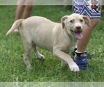 Small #1 Labrador Retriever