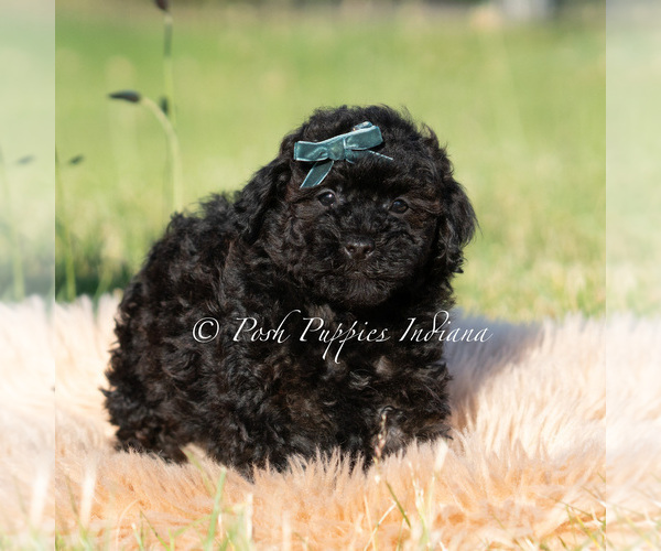 Medium Photo #3 Poodle (Toy) Puppy For Sale in WARSAW, IN, USA