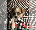 Small #5 Shorkie Tzu
