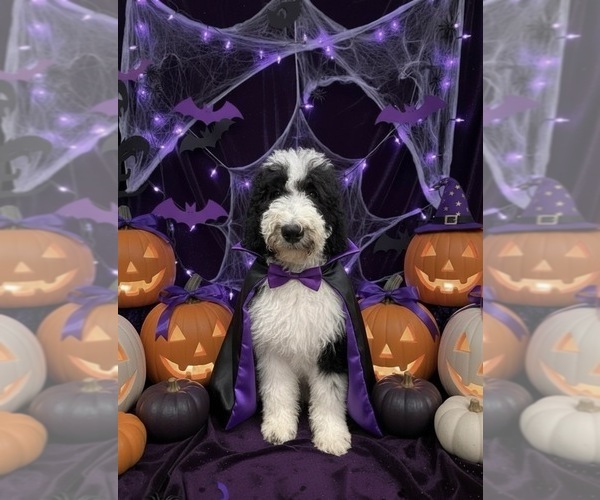Medium Photo #2 Bernedoodle Puppy For Sale in MENIFEE, CA, USA