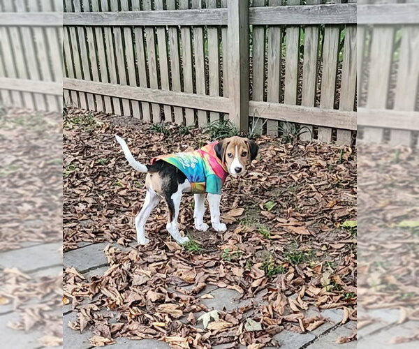 Medium Photo #2 Mutt Puppy For Sale in Fairfax, VA, USA