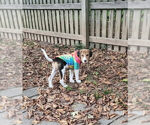 Winnie * Adopt or Foster* - Female Mutt Dog for Adoption - Photo #2