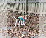 Small Photo #2 Mutt Puppy For Sale in Fairfax, VA, USA