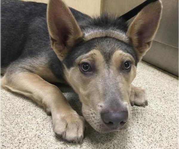 Medium Photo #1 Mutt Puppy For Sale in Riverside, CA, USA