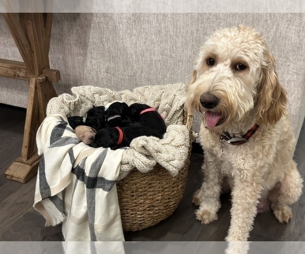 Medium Photo #1 Goldendoodle Puppy For Sale in CASTLE ROCK, CO, USA
