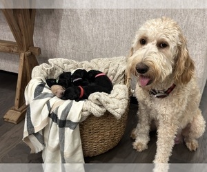 Mother of the Goldendoodle puppies born on 10/03/2022